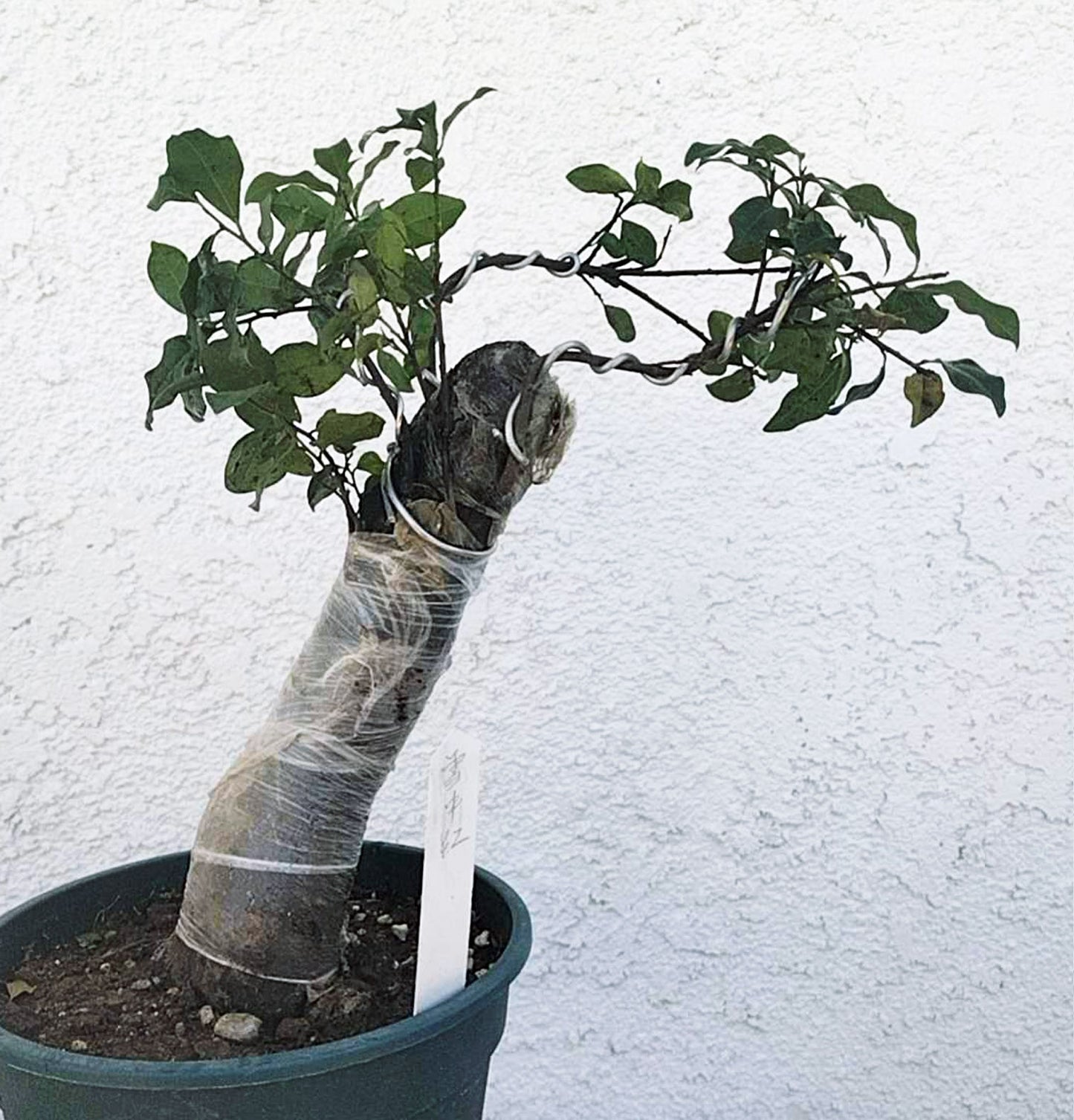 Female Diospyros armata 金弹子 evergreen JinDanZi stump bonsai J004 without pot
