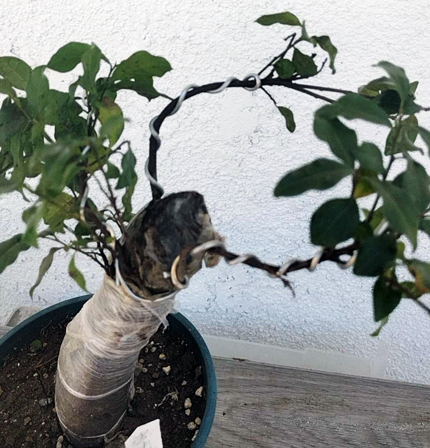 Female Diospyros armata 金弹子 evergreen JinDanZi stump bonsai J004 without pot