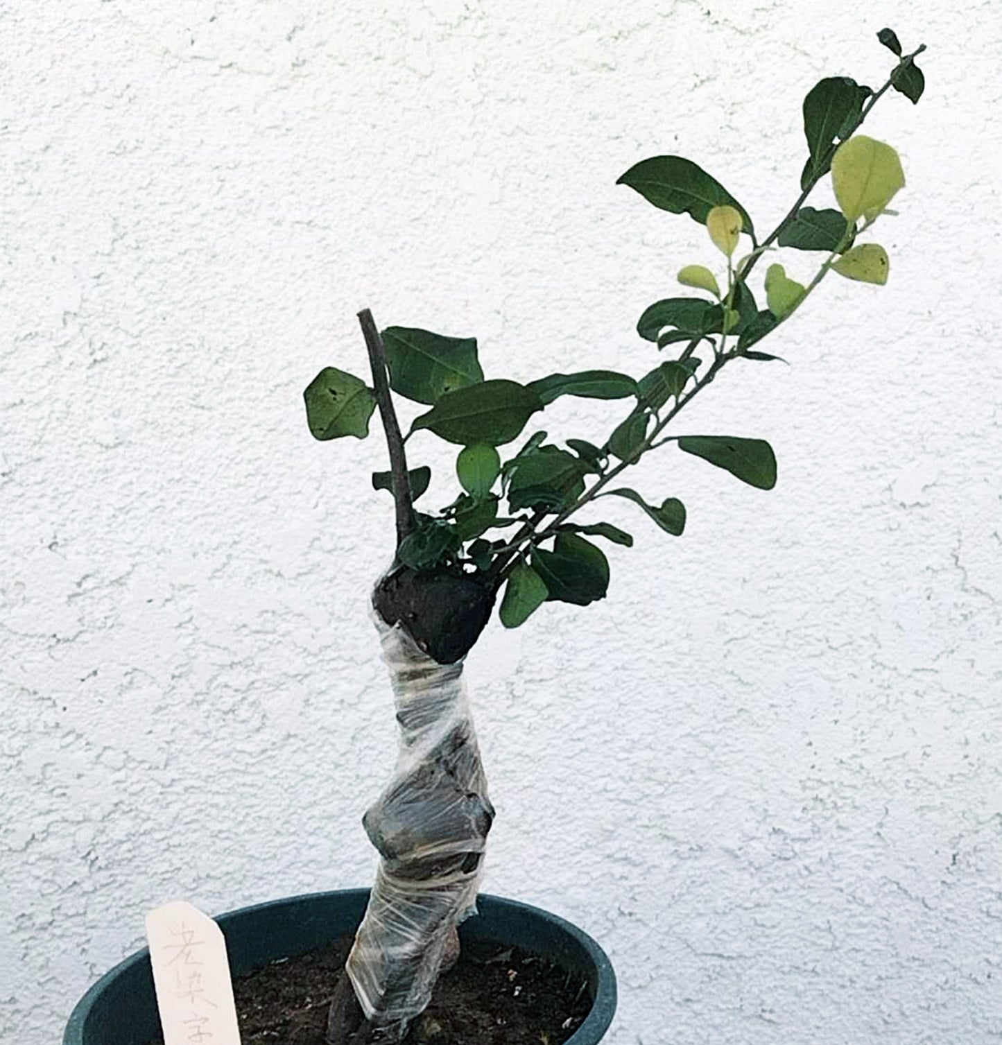 Female Diospyros armata 金弹子 evergreen JinDanZi stump bonsai J005 without pot