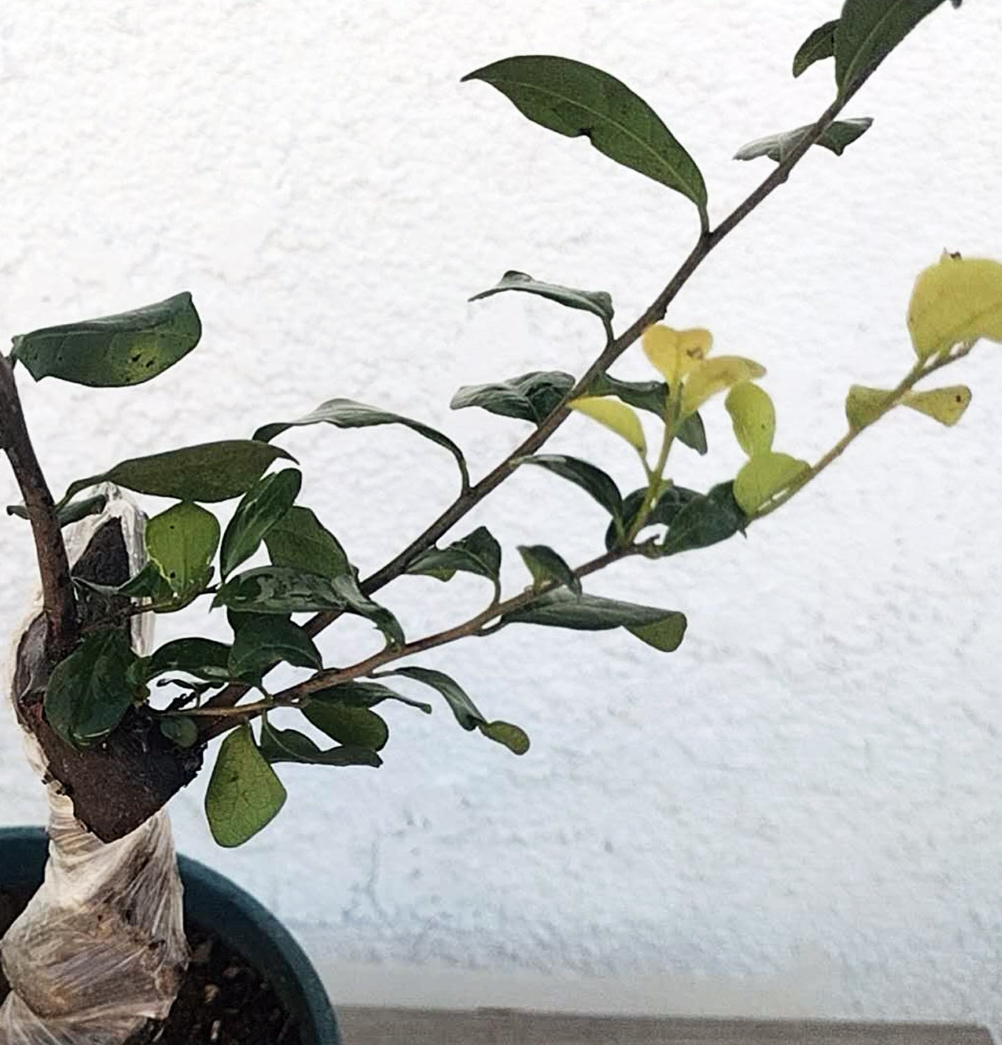 Female Diospyros armata 金弹子 evergreen JinDanZi stump bonsai J005 without pot