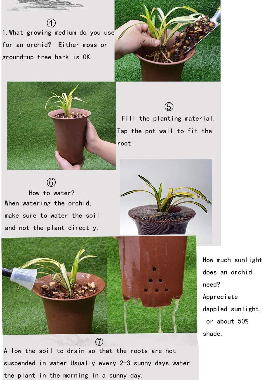 Cymbidium Orchid guide