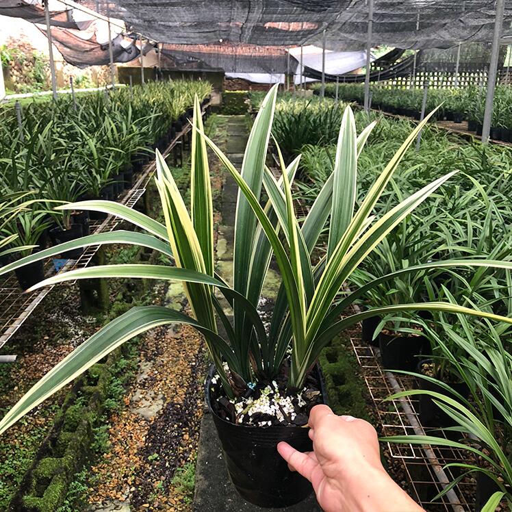 Live Orchid Plant Live Cymbidium sinense-RiXiang-日向-Bare Root