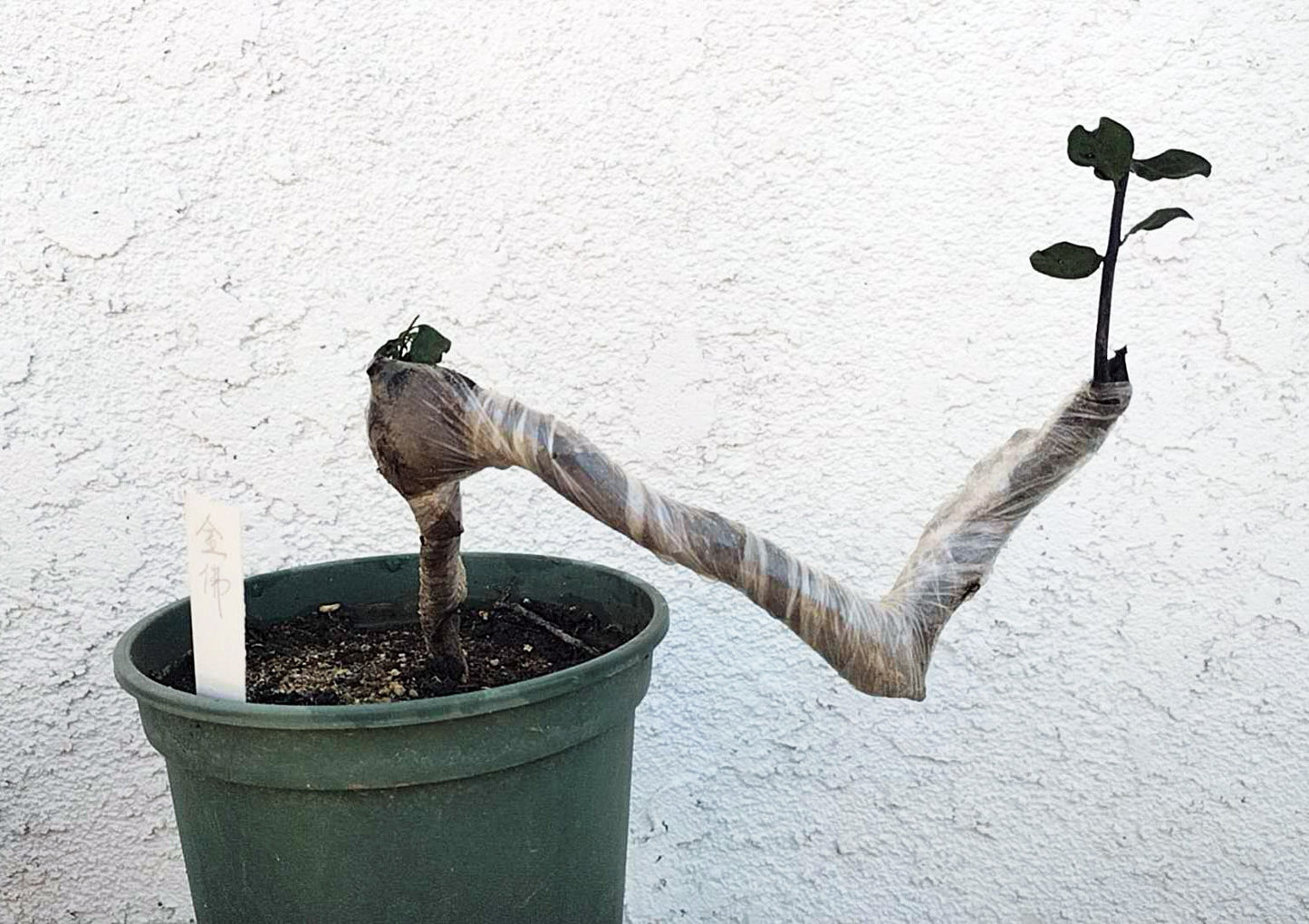 Female Diospyros armata 金弹子 evergreen JinDanZi stump bonsai J006 without pot