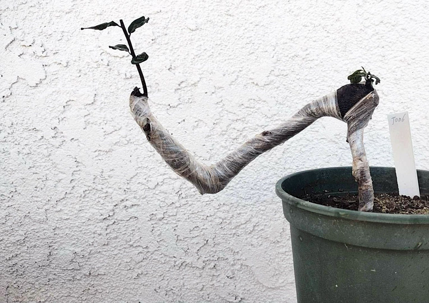 Female Diospyros armata 金弹子 evergreen JinDanZi stump bonsai J006 without pot