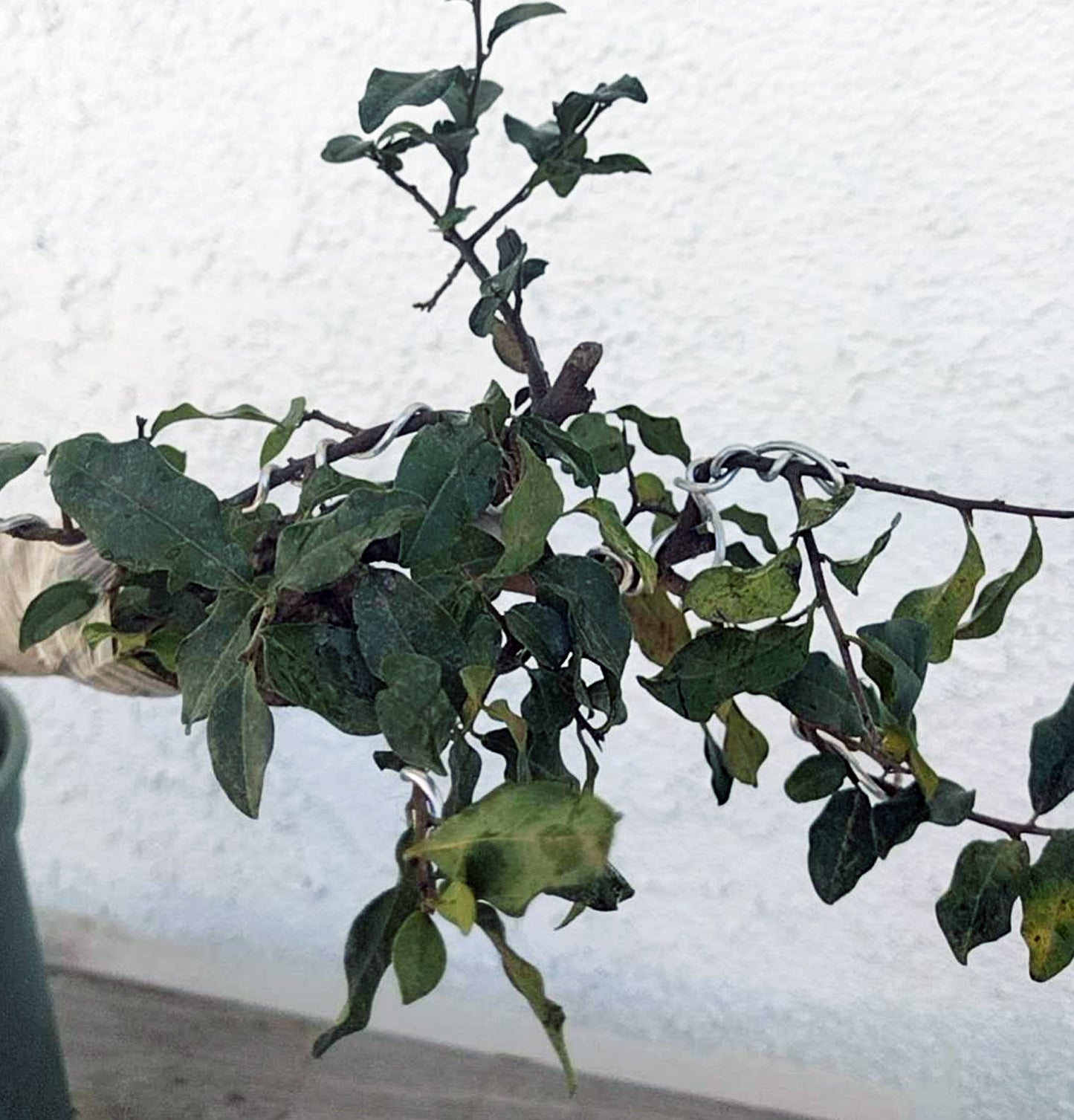 Female Diospyros armata 金弹子 evergreen JinDanZi stump bonsai J007 without pot