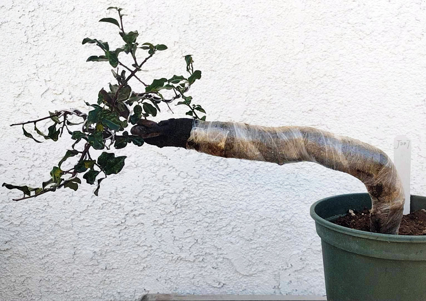 Female Diospyros armata 金弹子 evergreen JinDanZi stump bonsai J007 without pot
