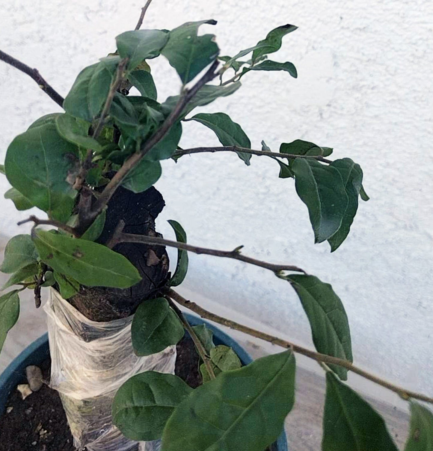 Female Diospyros armata 金弹子 evergreen JinDanZi stump bonsai J011 without pot