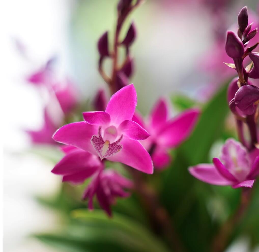 Den officinale 7 Color 七彩石斛 天然盆景 Dendrobium