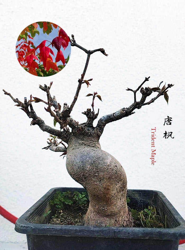 Trident Maple Bonsai - Fiery Red Fall Colors, Old Style Nebari with pot