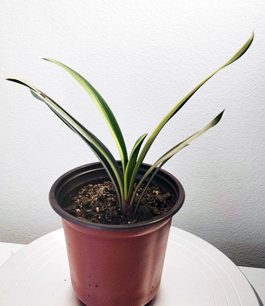 Variegated Clivia 君子兰 彩兰 黑武士 Black Warrior Mandarin Duck with pot