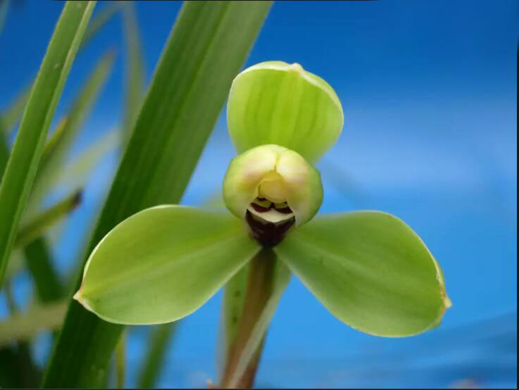 Pre Sale Live Orchid Plant 万字 Fragrant Goeringii Live Cymbidium -Wan Word-Bare Root 国兰 春兰 WanZi