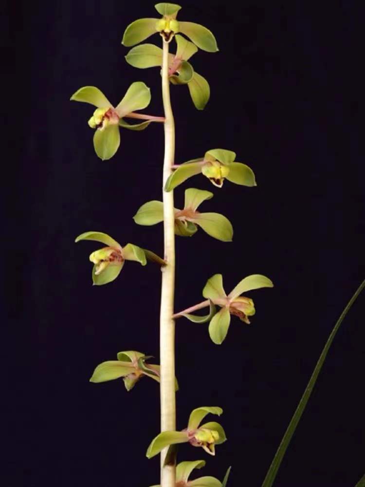 Noble Orchid Cymbidium Faberi 'Da YiPin' Bare Foot and Shipped Without Flower 蕙兰 大一品 -国兰