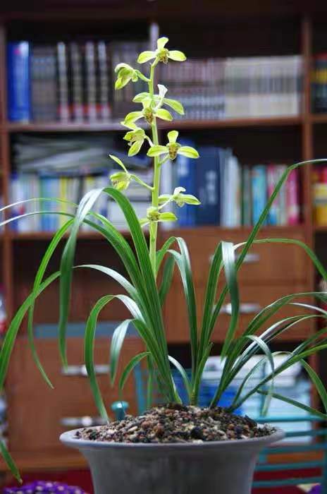 Noble Orchid Cymbidium Faberi 'Da YiPin' Bare Foot and Shipped Without Flower 蕙兰 大一品 -国兰
