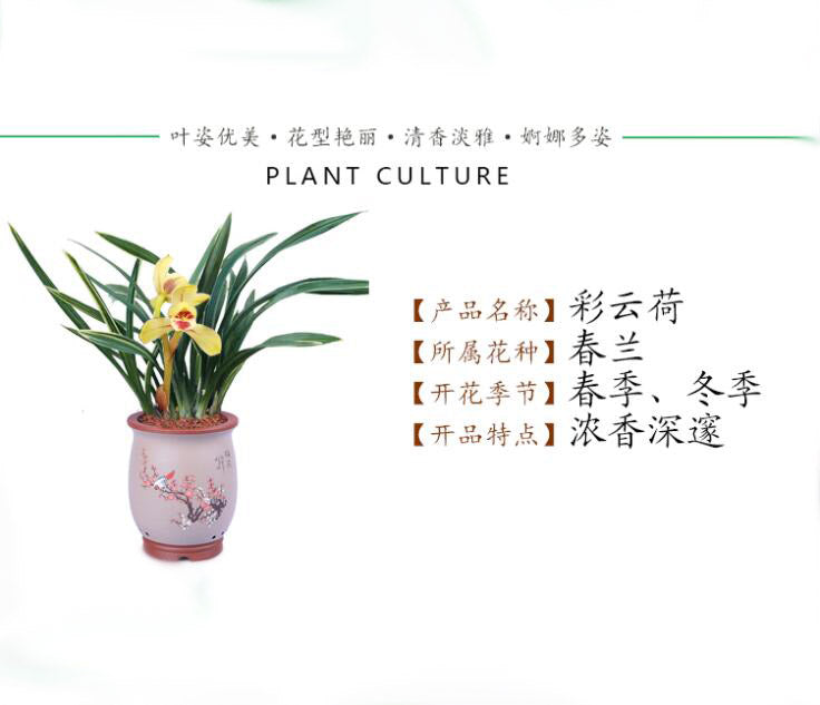 Live Orchid 彩云荷 Goeringii Plants-Easy Care Orchids Air Purifying Live Houseplant Cymbidium CaiYunHe 国兰 春兰 CYMUS Orchids Sale