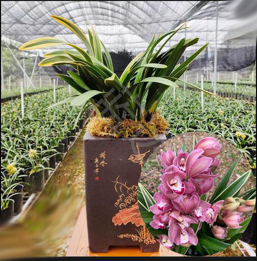 Cymbidium Orchids 小中国龙 Mini Chinese Loong Orchids Perfect for Windowsills or Indoors-Shipped Without Flowers-国兰 CYMUS Cymbidium Orchids Plum Blossom Bonsai Sale