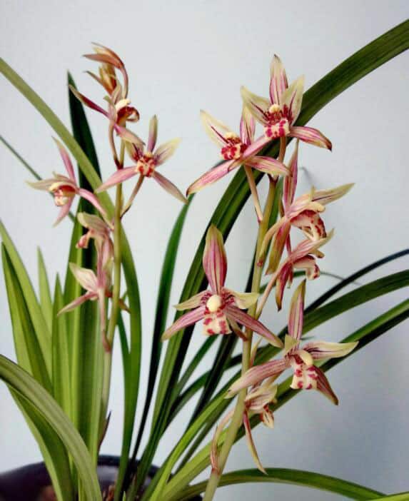 Cymbidium Ensifolium 绿鸟嘴 Green Beak Orchids Perfect for Windowsills or Indoors CYMUS Cymbidium Orchids Plum Blossom Bonsai Sale