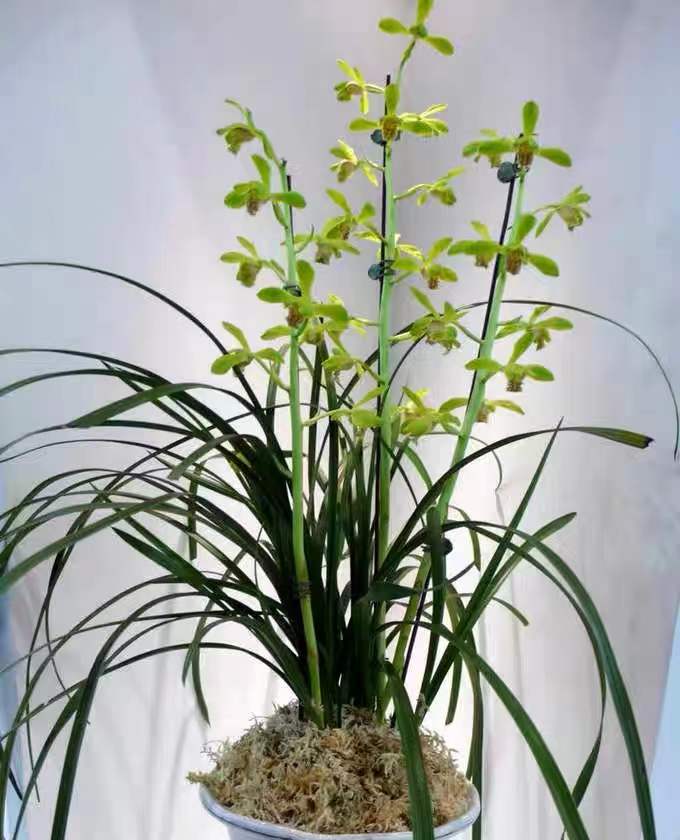 Noble Orchid Cymbidium Faberi 'Da YiPin' Bare Foot and Shipped Without Flower 蕙兰 大一品 -国兰