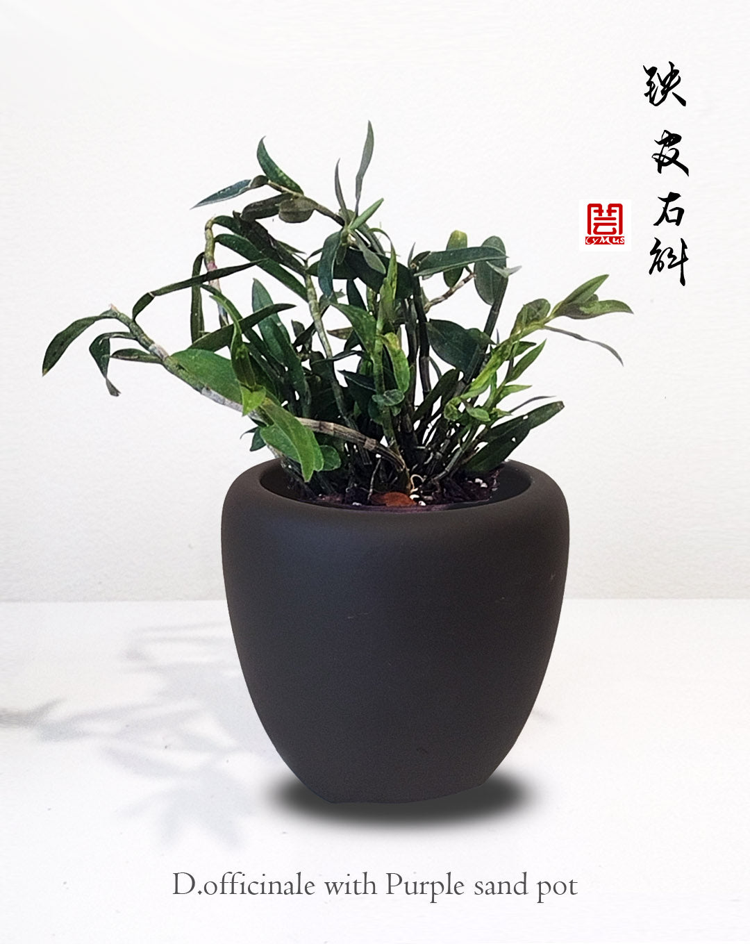Den officinale 铁皮石斛 Dendrobium candidum without flowers