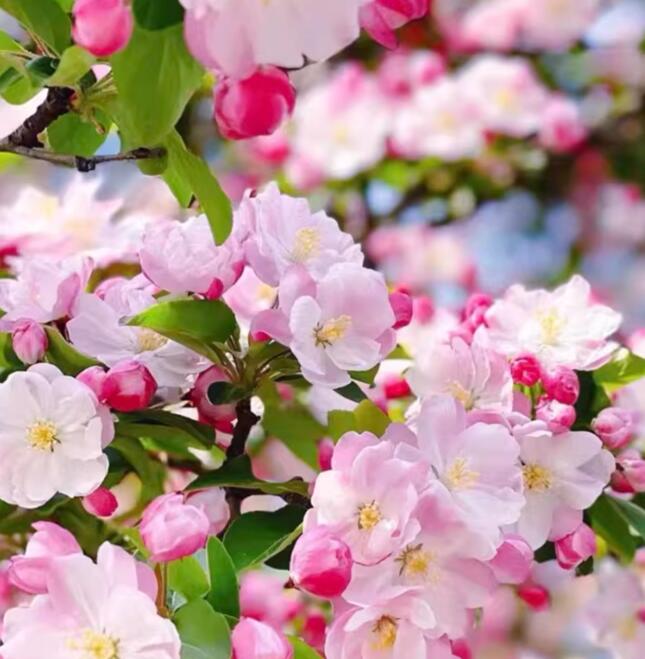 Chinese Crabapple Bonsai – Old Beijing Xifu Begonia Pink Blooms Ornamental Tree