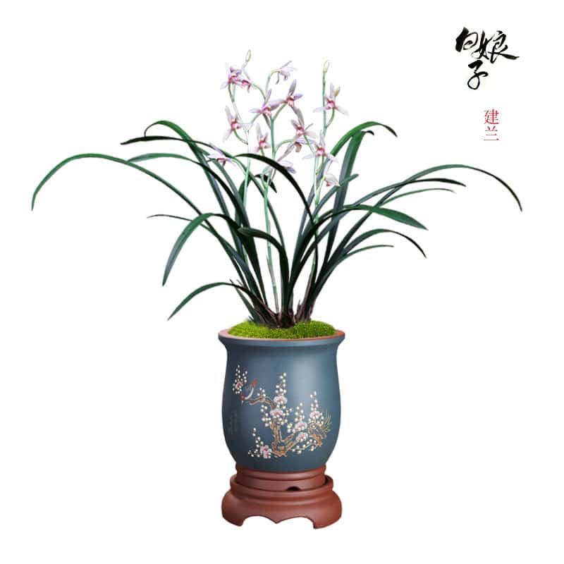 orchids snake plant Cymbidium Ensifolium White Snake 白娘子 Bare Root and Shipped – CYMUS Nurery