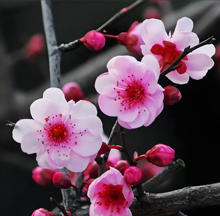 Plum Blossom  Pre-sale 10 year old Bonsai Meiren Plum Blossom 美人梅