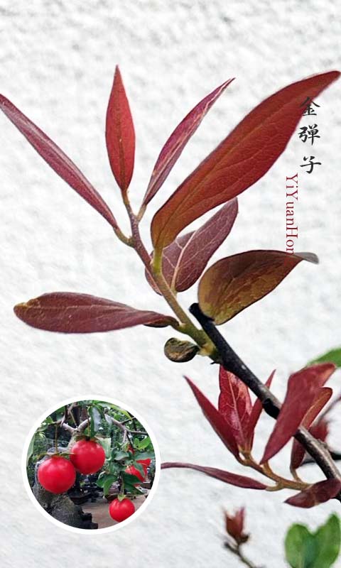 Diospyros armata 金弹子 逸源红 evergreen JinDanZi stump bonsai with pot