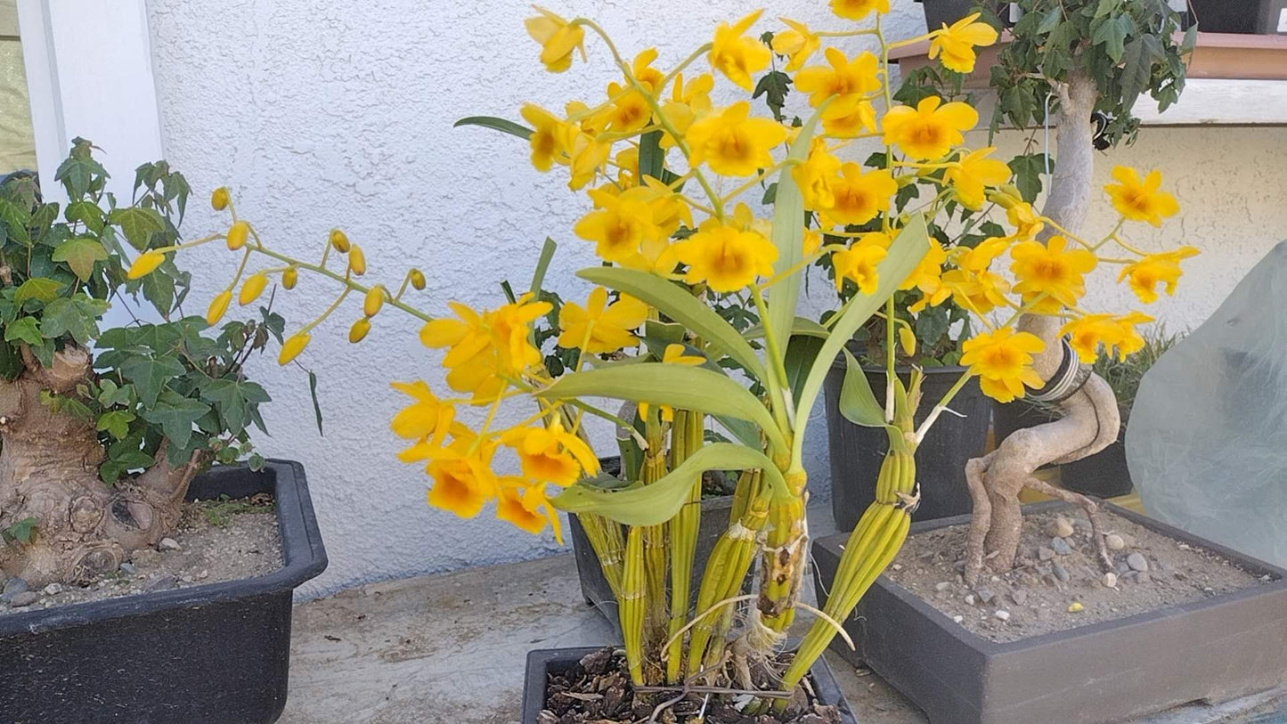 Den officinale 鼓槌石斛D. chrysotoxum with buds