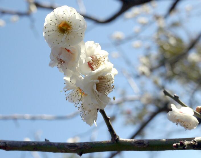 Plum blossom Pre-sale Jade Butterfly Plum: Pristine White Blooms to Adorn Your Winter Garden 玉蝶 with buds