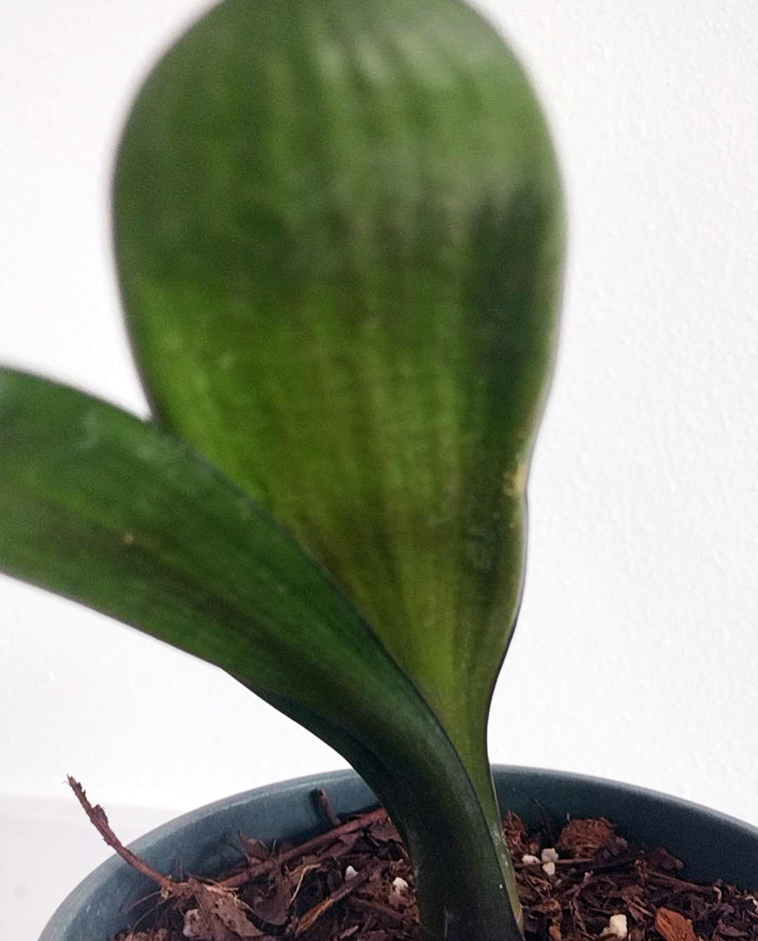 Blood Clivia miniata rare clivia with pot