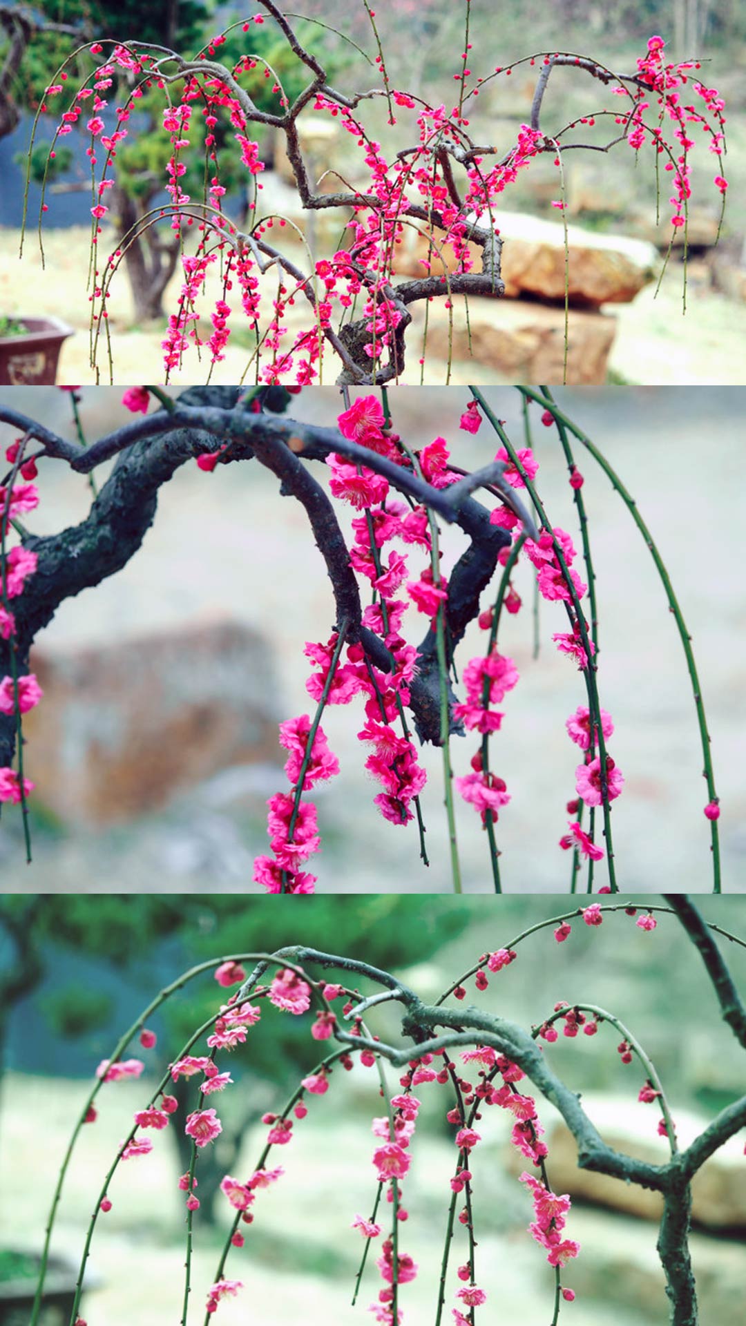Rare weeping Plum Japanese Apricot Bonsai (Prunus mume) – 锦红垂枝10+ Year Old