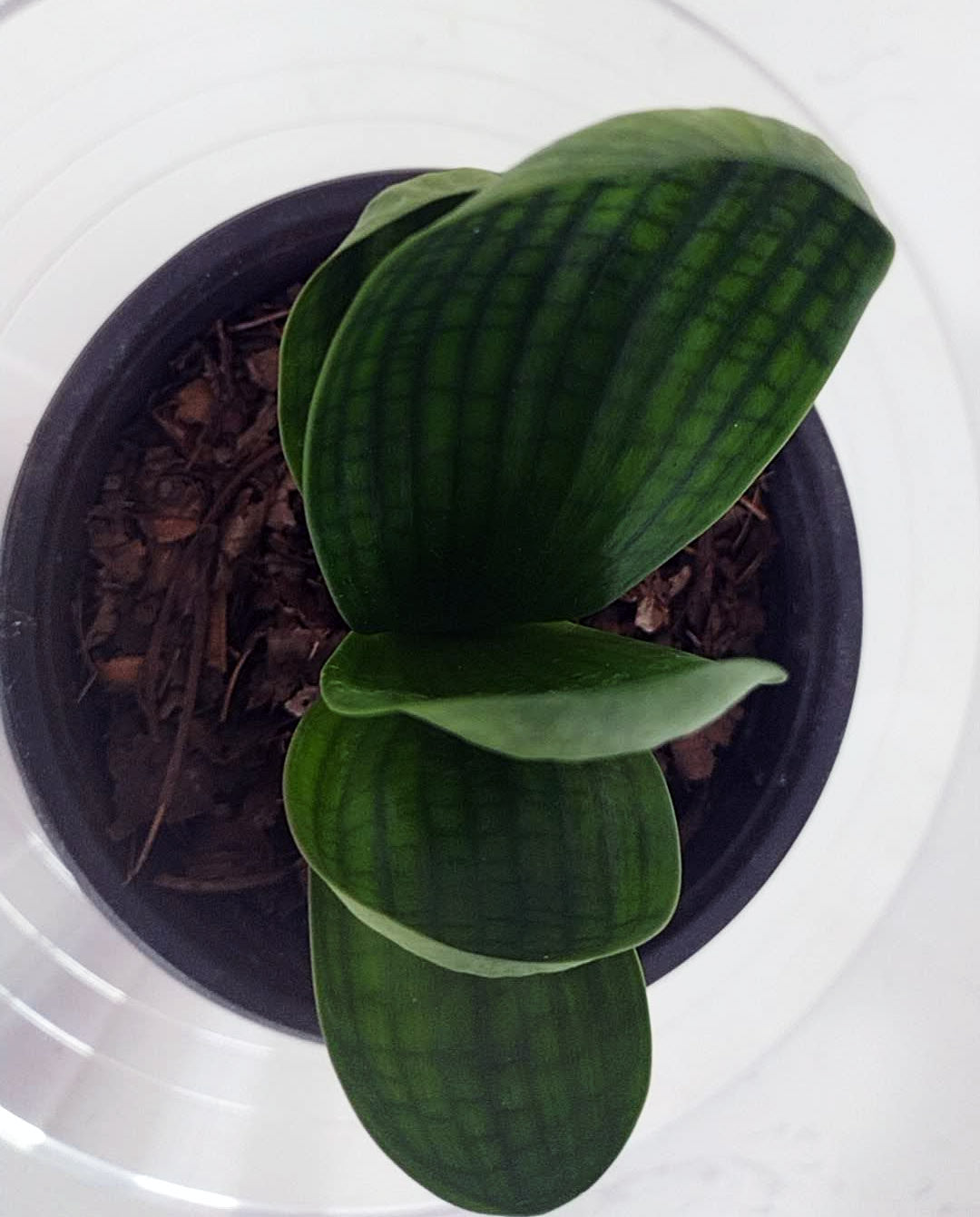 Mini Clivia miniata Cute and round with pot