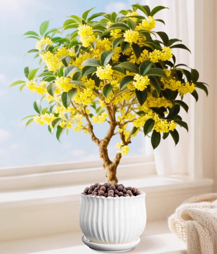 Sweet osmanthus varieties Pre-sale the Four Seasons Osmanthus 四季桂 with buds