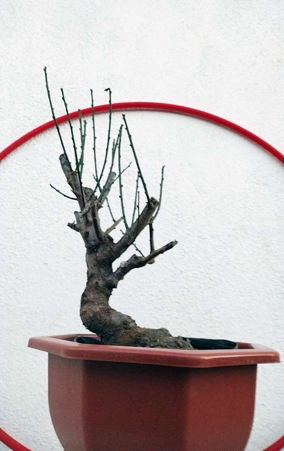 Rare Red-Bearded Zhusha Japanese Apricot Bonsai (Prunus mume) – 12+ Year Old