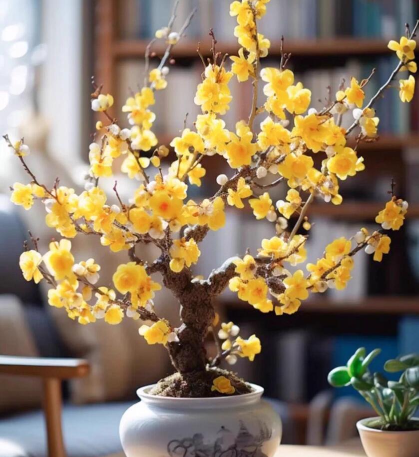 Plum blossom Pre-sale Winter's Sweet Secret: Fragrant Blooms in the Cold 腊梅 with buds