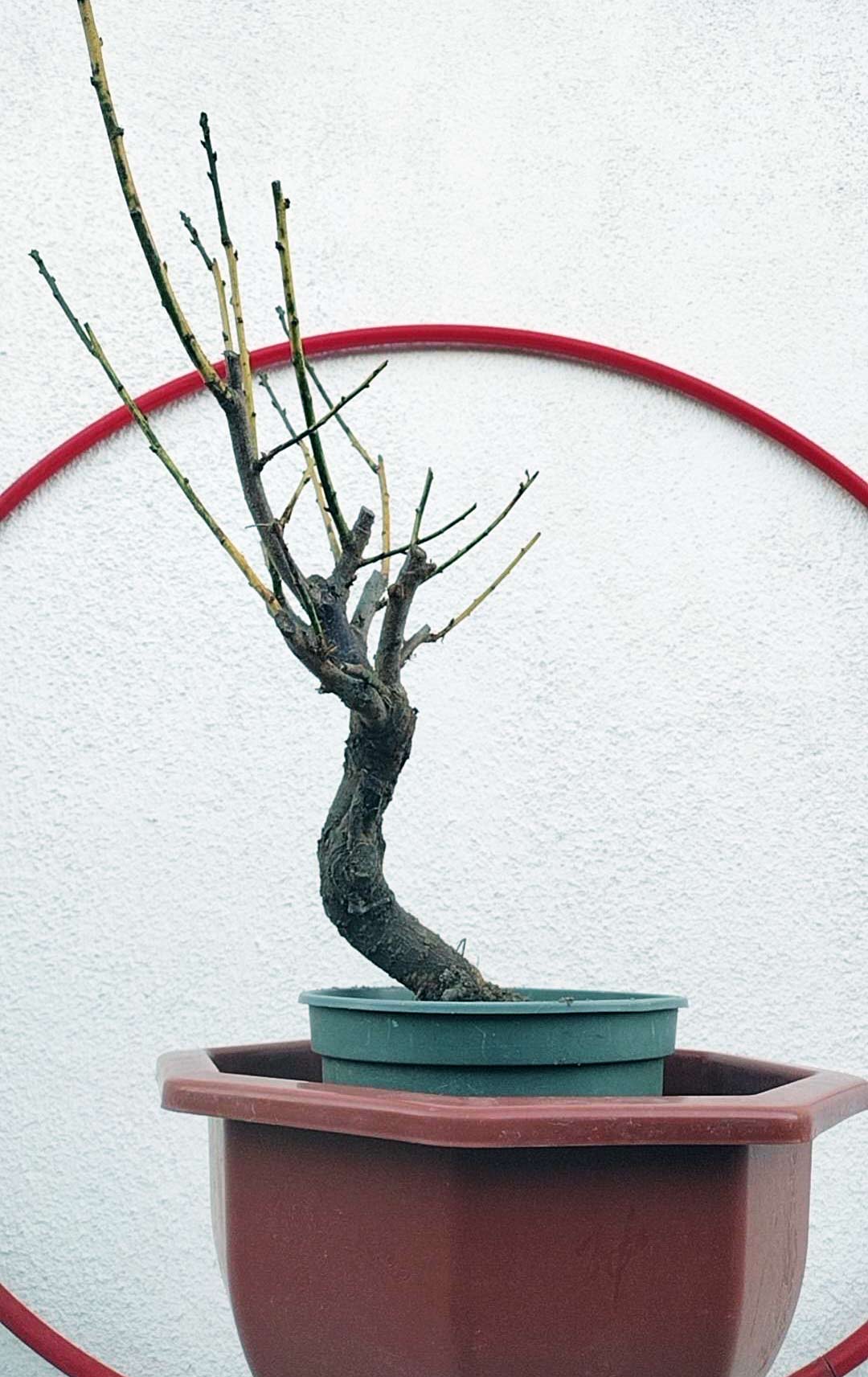 Rare 'Golden Brocade Branches' Japanese Apricot Bonsai (Prunus mume) – 8+ Year Old