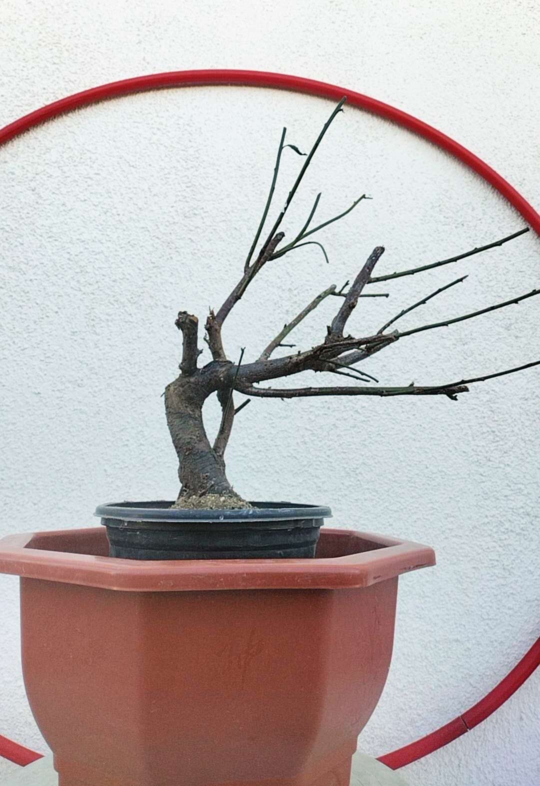 Rare 'Nan Jade' Japanese Apricot Bonsai (Prunus mume)–8+ Year Old