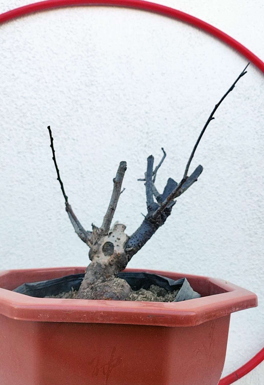 Rare Pink white Japanese Apricot Bonsai (Prunus mume) 6+ year old Double Color Grafted