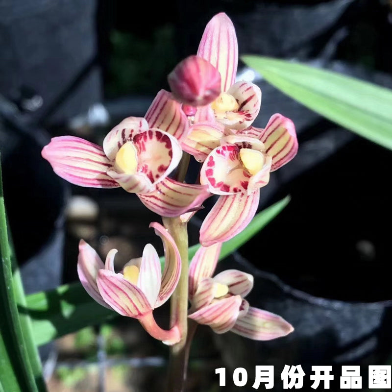 Cymbidium Orchid Golden Lotus (Jin He) 金荷 Fragrant Cymbidium Flowers Easy to Grow, NOT Buds 建兰 CYMUS Cymbidium Orchids Plum Blossom Bonsai Sale