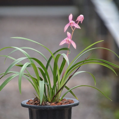 Cymbidium Orchid Ensifolium Major Red 市长红 CYMUS Cymbidium Orchids Plum Blossom Bonsai Sale