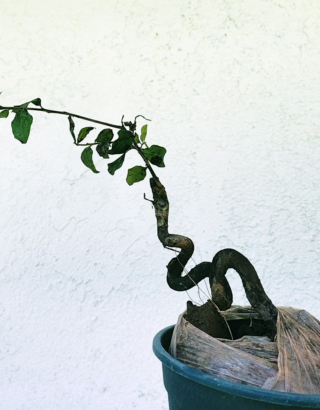 Diospyros armata Bonsai 金弹子 evergreen JinDanZi stump bonsai