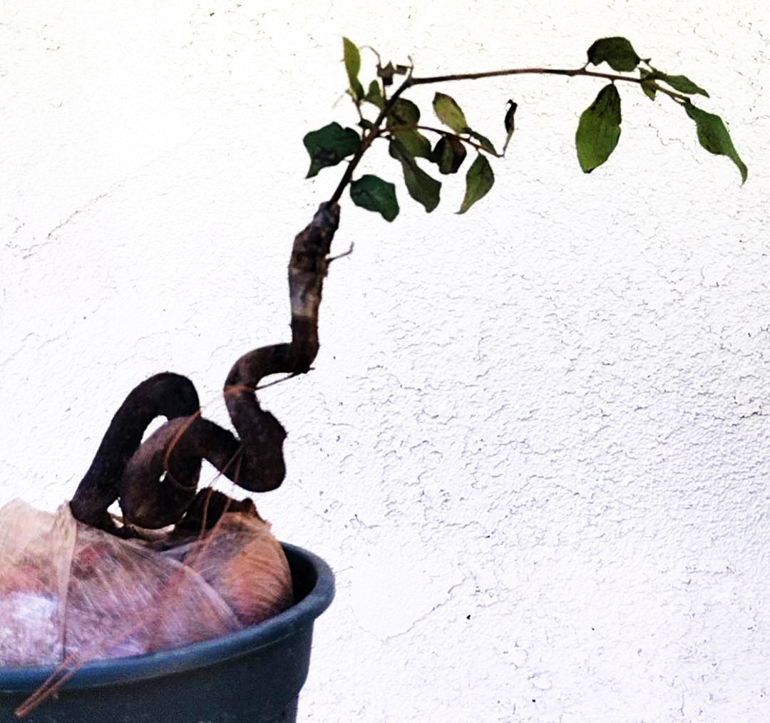 Diospyros armata Bonsai 金弹子 evergreen JinDanZi stump bonsai