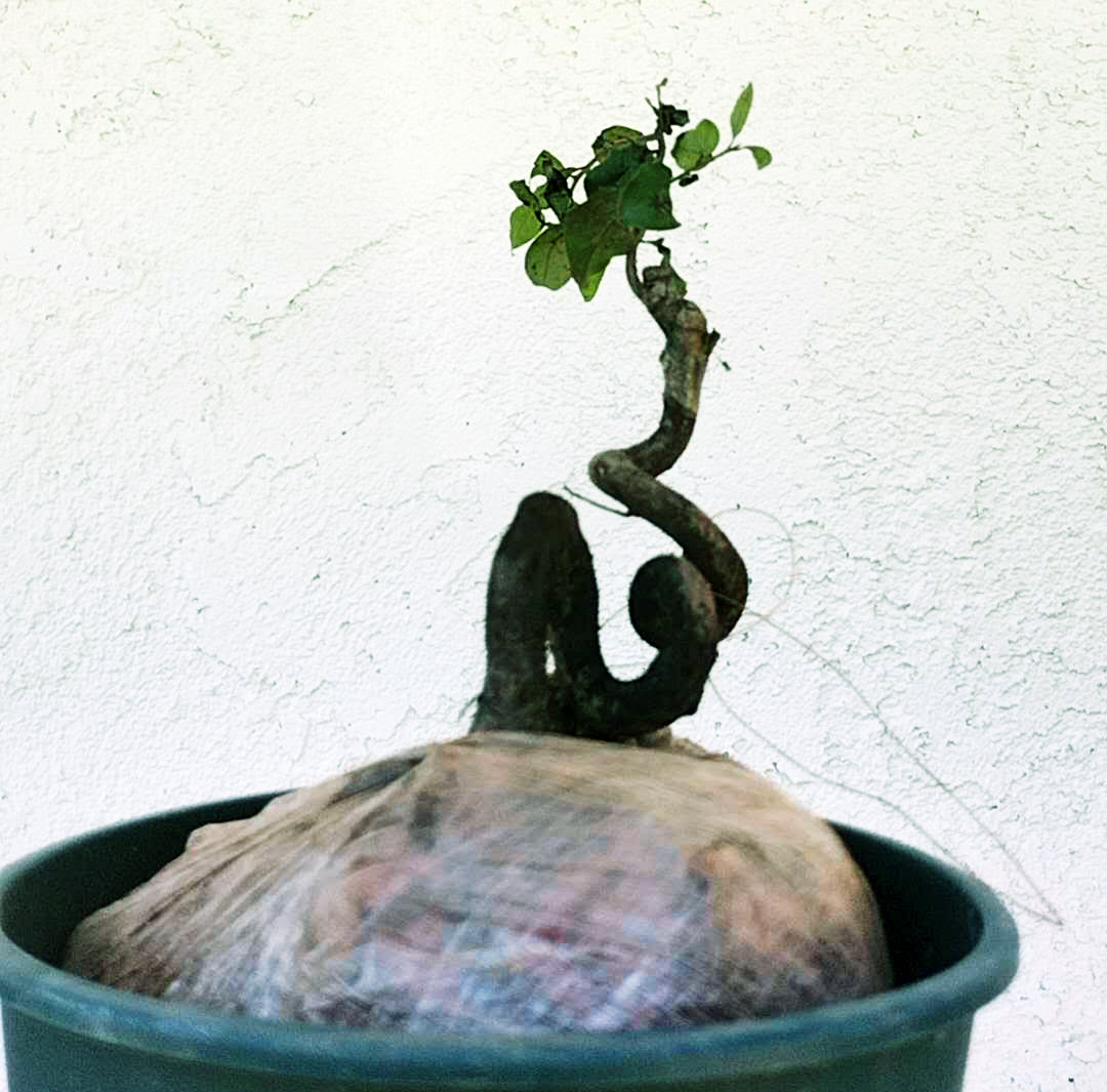 Diospyros armata Bonsai 金弹子 evergreen JinDanZi stump bonsai