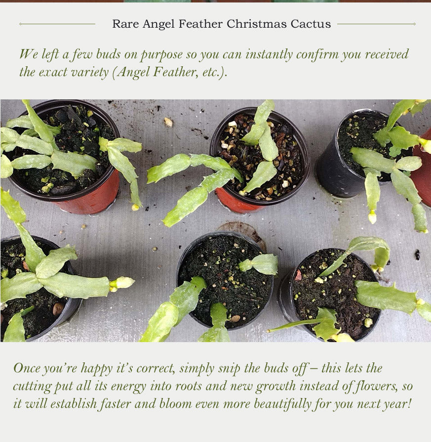 Thanksgiving/Christmas Cactus Schlumbergera "White Flamenco" cuttings-no roots