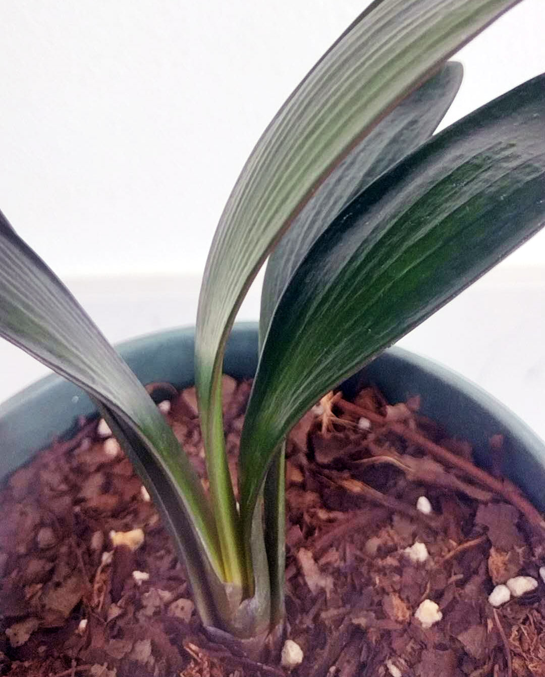 Blood Clivia miniata rare clivia with pot