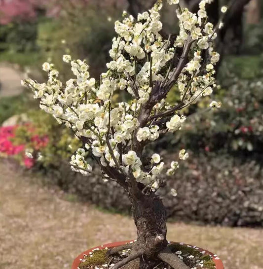 Plum blossom Pre-sale Jade Butterfly Plum: Pristine White Blooms to Adorn Your Winter Garden 玉蝶 with buds
