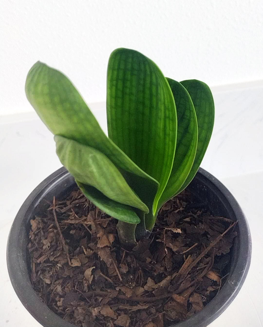 Mini Clivia miniata Cute and round with pot