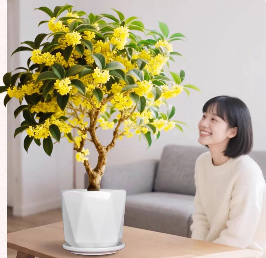 Sweet osmanthus varieties the Four Seasons Osmanthus 四季桂 with buds – CYMUS  Nurery