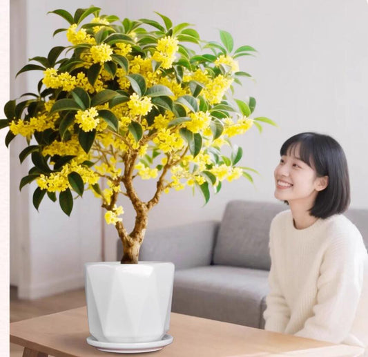 Sweet osmanthus varieties Pre-sale the Four Seasons Osmanthus 四季桂 with buds