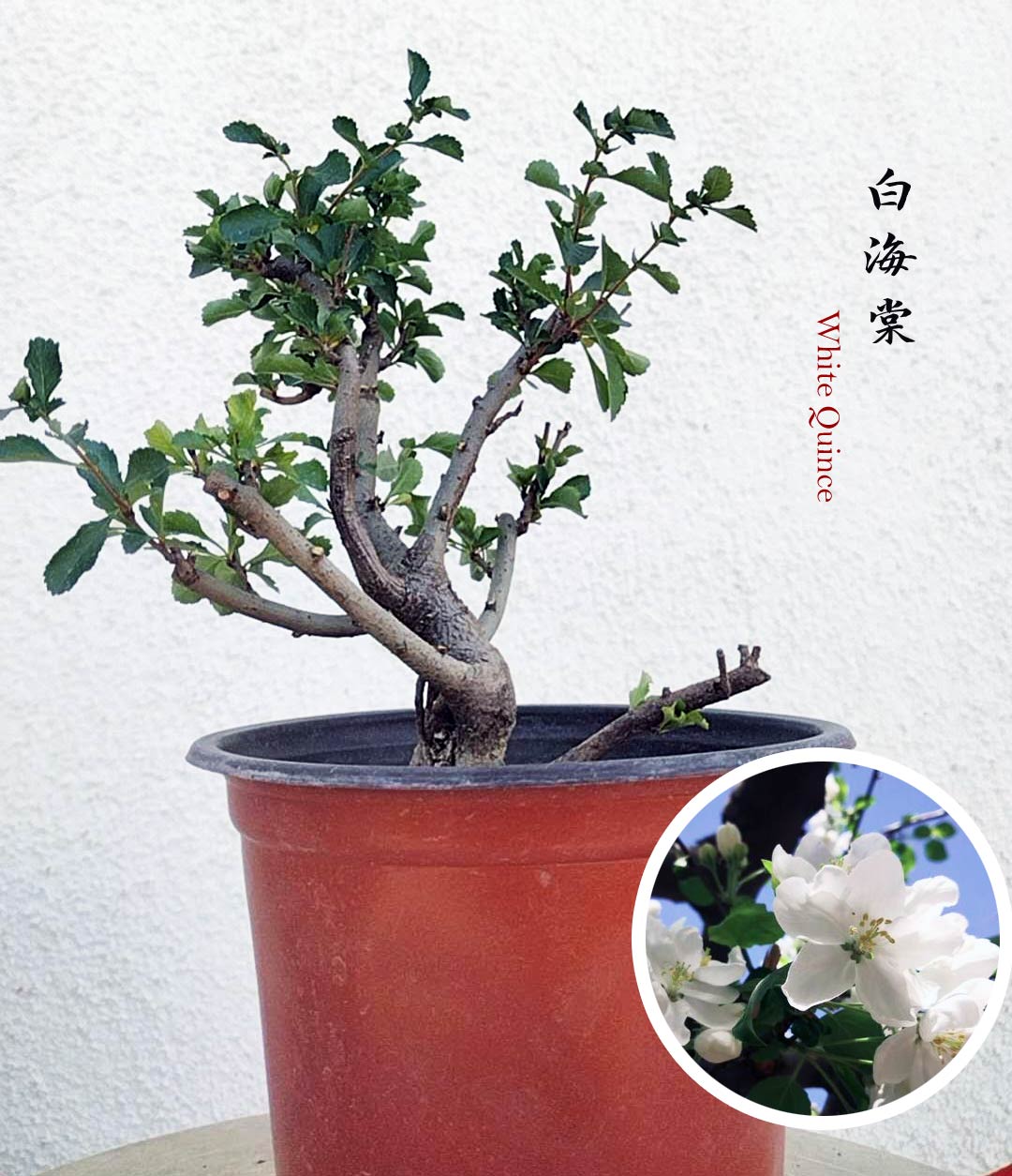 alm-Sized White Red Quince Bonsai – Massive White Blooms, Beautiful Old Stump Shape