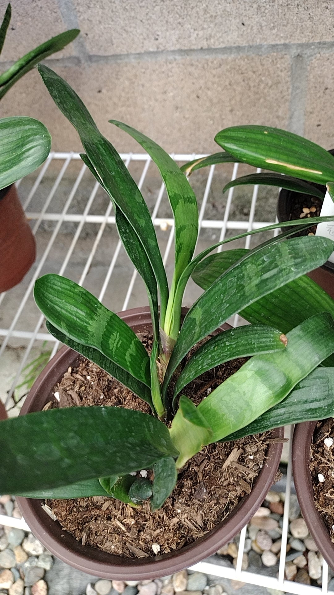 Baby Clivias-Rare Clivia 君子兰苗 鸳鸯 Mandarin ducks,虎斑 Tiger spot, 佛光 Buddhist, 知雀彩兰 ZhiQue,BloodClivia 血兰, FuLun福伦
